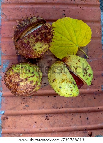 Ripe chestnuts on red brick, outdoor shooting, top view, autumn background