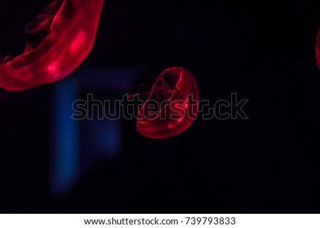 red jellyfish swim in deep water. Poison