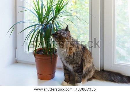 Cat sits on a white window sill and smells a dracena flower Royalty-Free Stock Photo #739809355