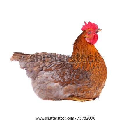 Brown hen isolated on white, studio shot. Royalty-Free Stock Photo #73982098