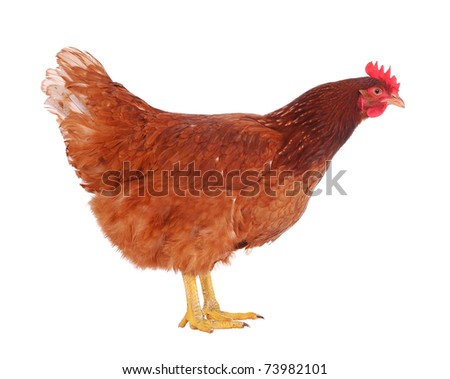 Brown hen isolated on white, studio shot. Royalty-Free Stock Photo #73982101