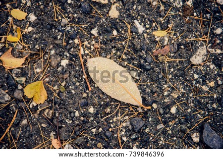 background: autumn leaves in raindrops