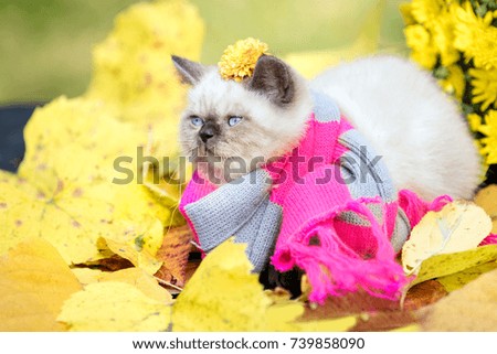 Autumn portrait of little kitten wearing pink gray knitting scarf. Cat walking outdoor on fallen leaves in a garden