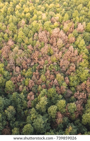 Aerial view of the Italian wild forest with tall and colorful trees at sunset. Autumn season in Italy.