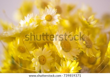 Yellow delicate flowers bouquet with subtle lights and gray background. Close up of the flowers for beautiful layout compositions.