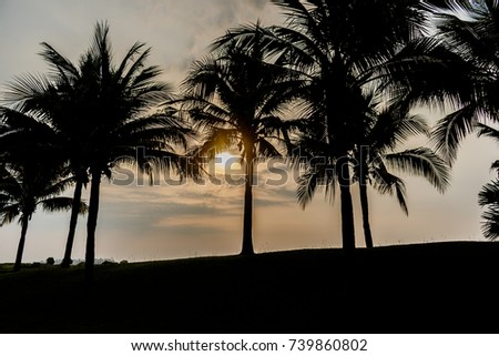 coconut palm tree with green grass in the park on sun down
