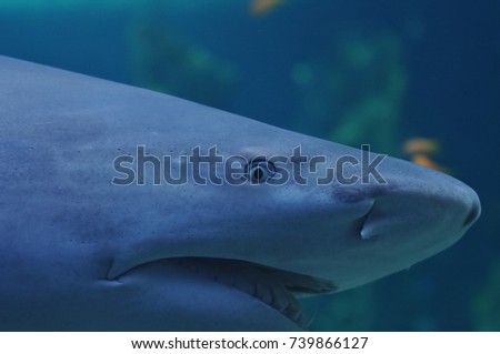 Scary look of anger white shark in the ocean