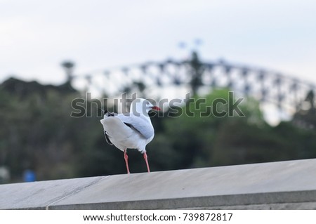 Seagull standing near Sydney harbour bridge