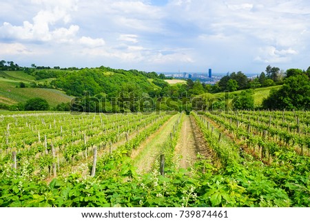 Vineyards in Vienna