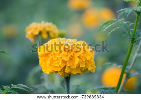 A bouquet of yellow chrysanthemums composing the composition. Spring flowers as a gift./Yellow chrysanthemums. Composition