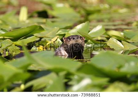River Otter (Lontra canadensis) poking its head up through a patch of lily pads on the Suwannee River - Stephen Foster State Park, Okefenokee Swamp Wildlife Refuge, Georgia