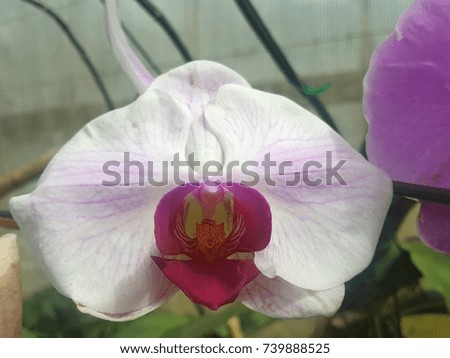 White orchids on green leaf background.