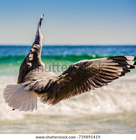 Color outdoor animal photo of a flying single isolated sea gull from the back with wings wide spread looking downwards, blue sky,near Cape Town,South Africa,sunny bright day,view towards the horizon