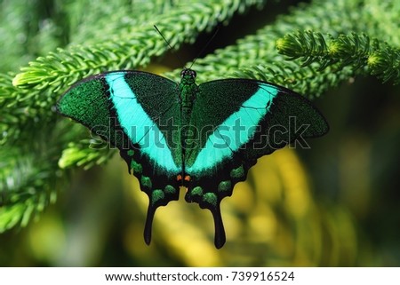 close up of an emerald machaon butterfly on spruce branches