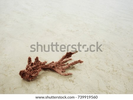 Coral on the Beach. Picture with copy space.