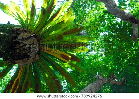 Bird-nest Fern or scientific name asplenium nidus in the tropical jungle 
