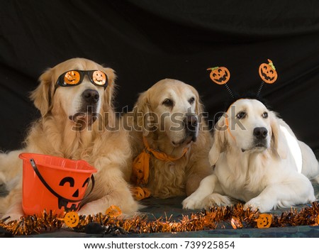 Golden Retrievers In The Holiday Spirit Dressed In Halloween Costumes