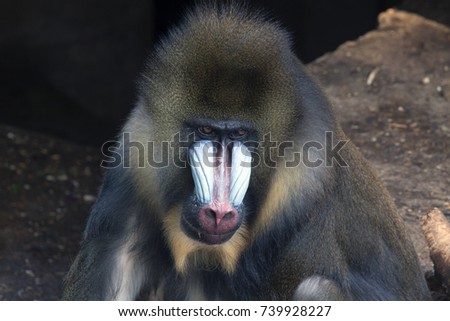 Mandril monkey 