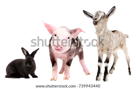 Pig, rabbit and goat, isolated on white background