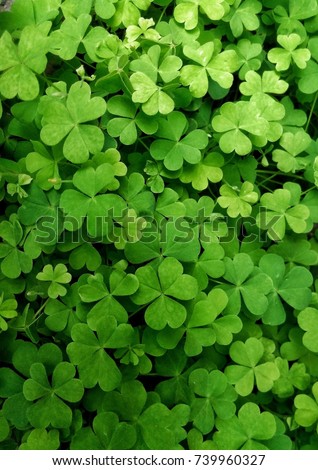 Beautiful clover background 