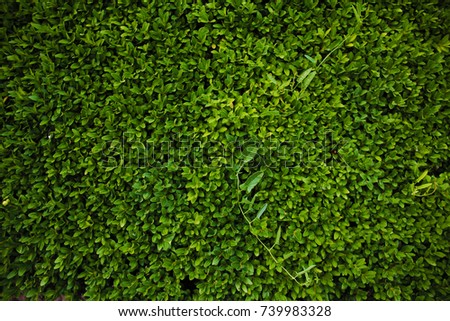 Green beautiful wallpaper of plant close up photo