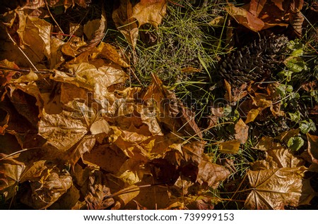 A lot of dry fallen leaves lie on a green lawn. yellow and brown maple leaves. A clear autumn morning. Quiet sunny weather. Scenic wallpaper.