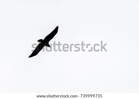 Silhouette of a raven bird flying in the sky