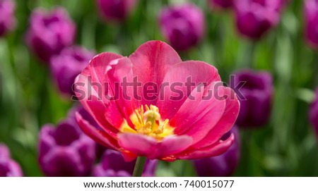 Pink bright tulip on a background of purple flowers.