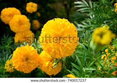 This pic show the Marigold it is yellow color flower