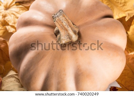 Fresh orange pumpkin isolated on white background. Thanksgiving background: pumpkins and fallen leaves. Halloween,ò Thanksgiving day or seasonal autumnal. Autumn still life. Maple leaves.