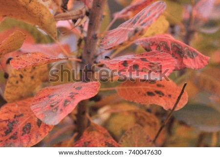 bright autumn leaves