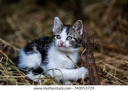 Beautiful little kitten playing in the hay outdoor
