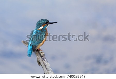 Common Kingfisher on a twig