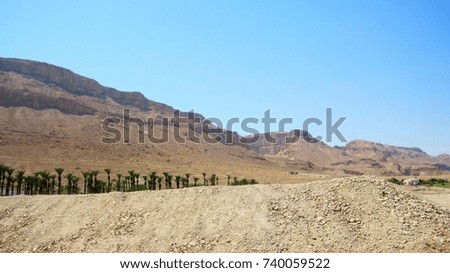 green palm trees on a background of a mountain and a blue sky