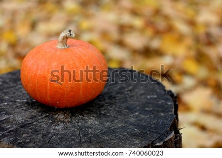 Vintage harvest picture: cute orange pumpkin close up on black wooden background on autumn leaves texture, card for fall holidays - halloween and thanksgiving