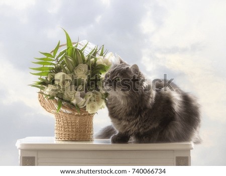 Kitty and white bouquet