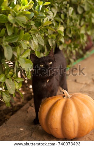 Black kitten standing on the street next to a big orange pumpkin . The Symbol Of Halloween . Preparing for the holiday Halloween.On the background of green leaves , nature