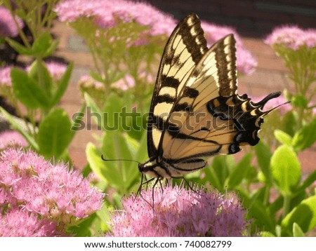 Yellow Butterfly with Black Colors Detailed in Closeup on Top of Blooming Flowers in the Garden in Bright Sunlight in Spring