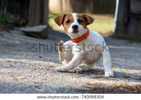 Scratching jack russel puppy Royalty-Free Stock Photo #740088304
