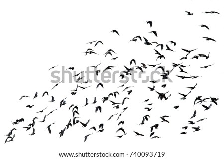 numerous flock of black birds flying isolated on the white background of the sky in the corner 