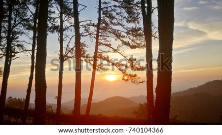 View of the sun and the pines