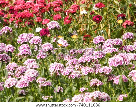 The beautiful pink dianthus are raised in the flower field among green grasses. Selective focus of floral picture
