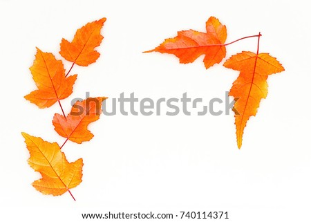 Arrangement of maple fall leaves isolated on the white background