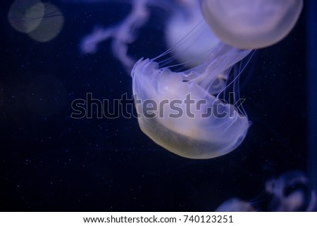 Closeup beautiful jellyfish swimming in the deep blue sea. Underwater photo.