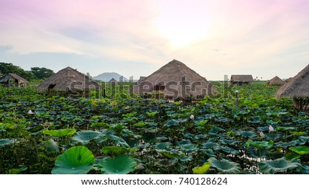 Lotus field and bamboo hut in the evening with pink orange sky background