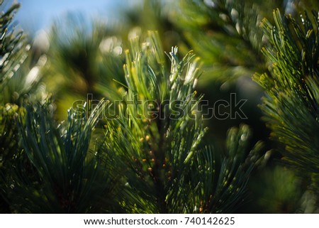 Close up picture of Pinus pumila. It has warm green needles. The dwarf Siberian pine under autumn sun light.