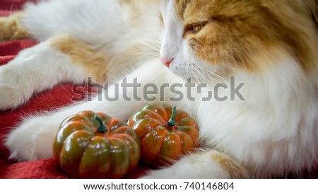 Red Cat on Halloween with Pumpkins
