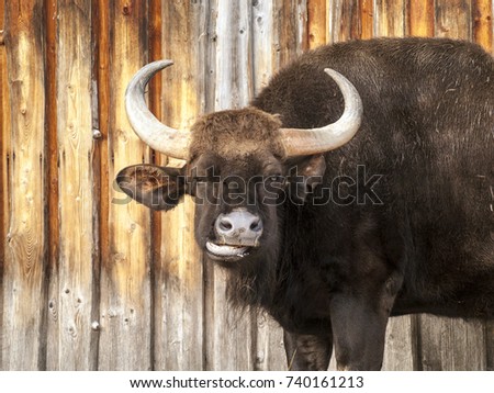 A large horned dirty dark bull opens its drooling mouth against the background of a wooden wall.  Zoo in Tallinn, Estonia. Place for your text in news social media. Warm colors. Funny muzzle