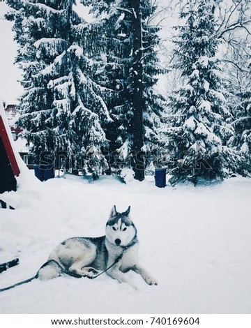 Husky wolf dog lies on snowy ground against beautiful pine trees background. Devotion concept. Devoted wolf dog on white snow. Animals and cold season. Picturesque background