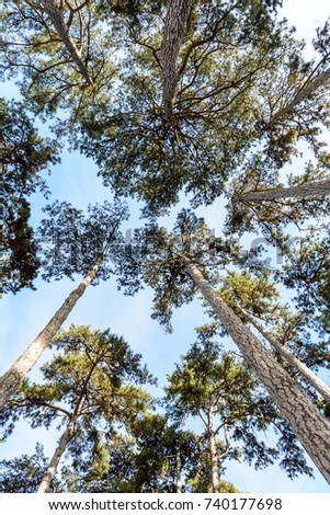 View from below of pine trees against blue sky.